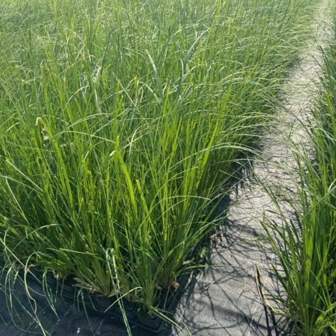 Trawa pampasowa White P9(0,5L)