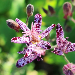 Trójsklepka owłosiona Masamunei P11(1L)