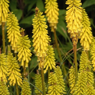 Trytoma groniasta Lemon Popsicle P11(1L)