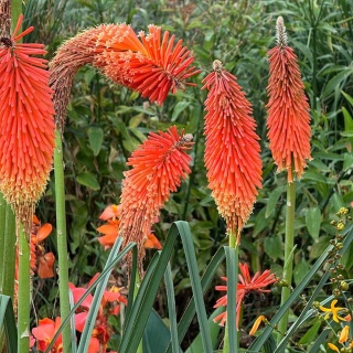 Trytoma groniasta Redhot Popsicle P11(1L)