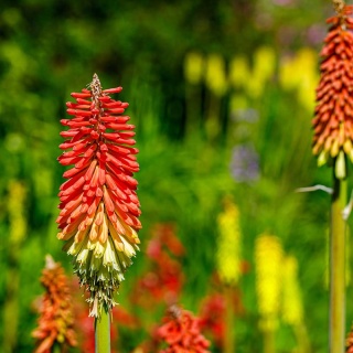 Trytoma groniasta Royal Castle Hybrids P11(1L)