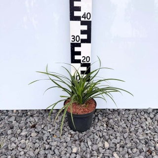 Turzyca Morrowa Ice Dance 2L