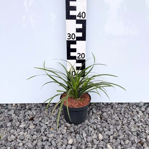 Turzyca Morrowa Ice Dance 2L