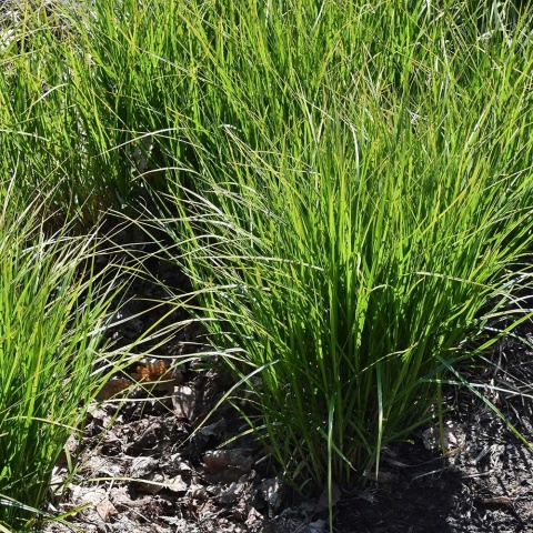 Turzyca muskegońska 2L