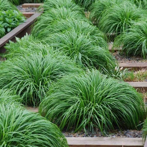 Turzyca oszimska Greenwell 2L