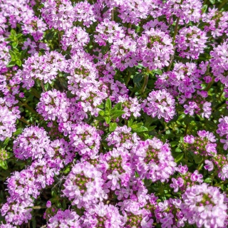 Tymianek kaskadowy wonnny P9(0,5L)