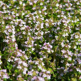 Tymianek zwyczajny Compactus P11(1L)