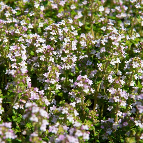 Tymianek zwyczajny Compactus P11(1L)