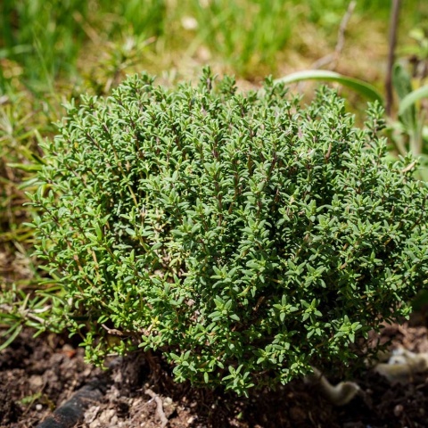 Tymianek zwyczajny (pospolity) P11(1L)