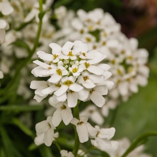 Ubiorek skalny P9(0,5L)