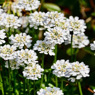 Ubiorek wieczniezielony Appen Etz P11(1L)