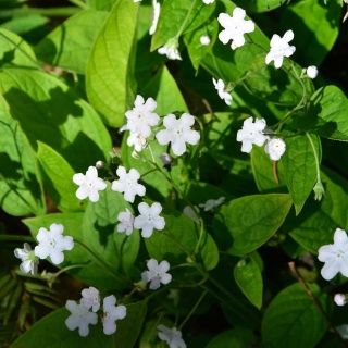 Ułudka wiosenna Alba P9(0,5L)