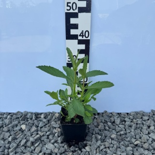 Werbena patagońska Bonnie Blue 1L