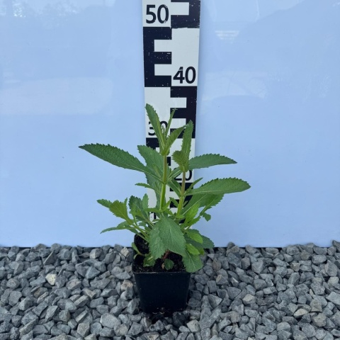 Werbena patagońska Bonnie Blue 1L