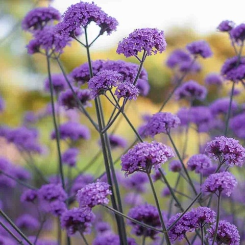 Werbena patagońska Violet Blue P11(1L)