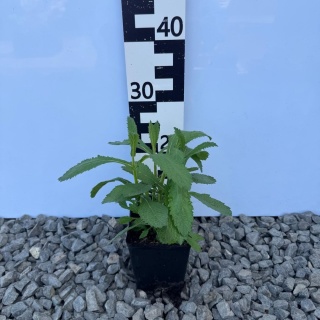 Werbena patagońska Violet Blue P11(1L)