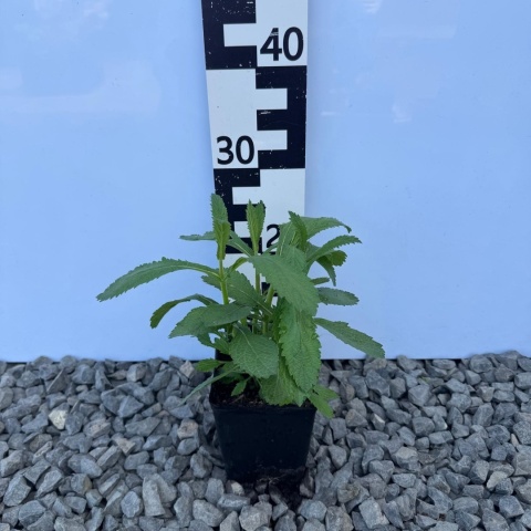 Werbena patagońska Violet Blue P11(1L)