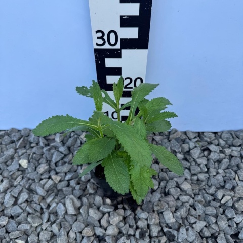 Werbena patagońska Violet Blue P11(1L)