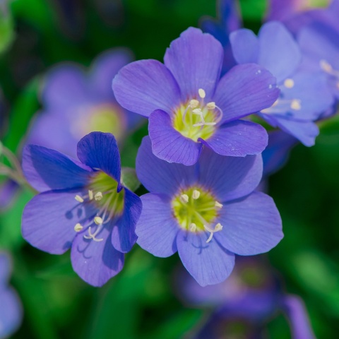 Wielosił błękitny 1,5L