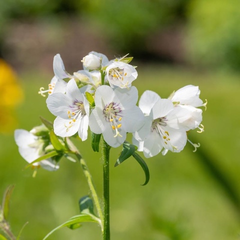 Wielosił błękitny Album 1,5L