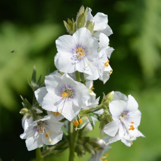 Wielosił błękitny Album P9(0,5L)