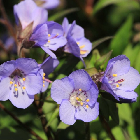 Wielosił błękitny Bambino Blue 1,5L