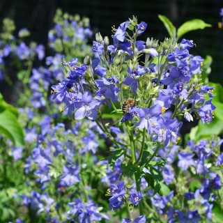 Wielosił rozesłany Blue Pearl P9(0,5L)