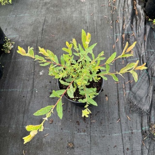 Wierzba japońska Hakuro- Nishiki 2L