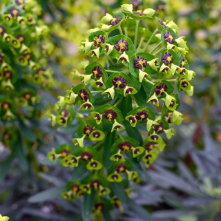 Wilczomlecz błękitnawy Black Pearl 2L