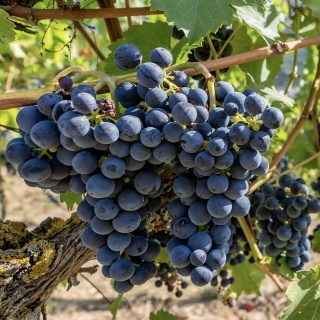 Winorośl Agat Doński 2L