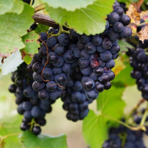 Winorośl Leon Millot 2L