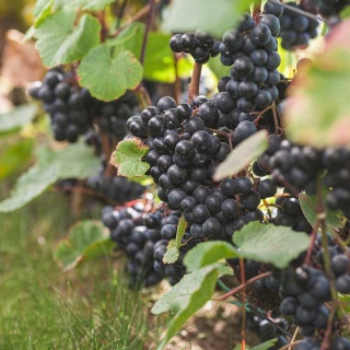 Winorośl niebieska Rondo 2L