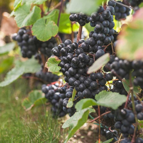 Winorośl niebieska Rondo 2L