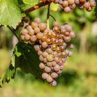 Winorośl różowa Hibernal 2L