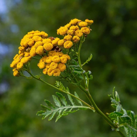 Wrotycz pospolity P11(1L)