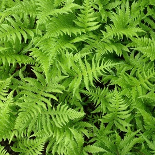 Zachylnik błotny P11(1L)