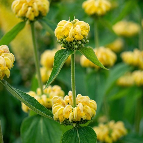 Żelaźniak Russela 1,5L