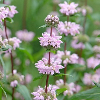 Żelaźniak bulwiasty Bronze Flamingo 2L