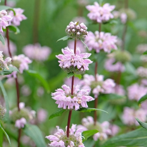 Żelaźniak bulwiasty Bronze Flamingo 2L