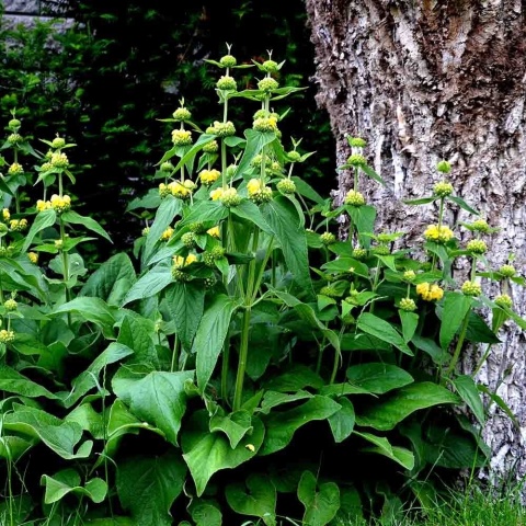 Żelaźniak żółty 1,5L