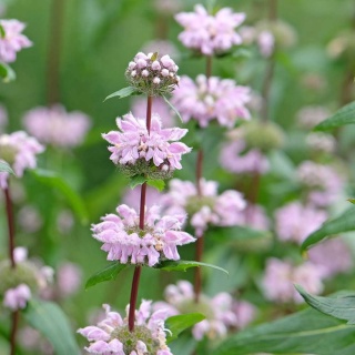 Żeleźniak bulwiasty Bronze Flamingo P11(1L)