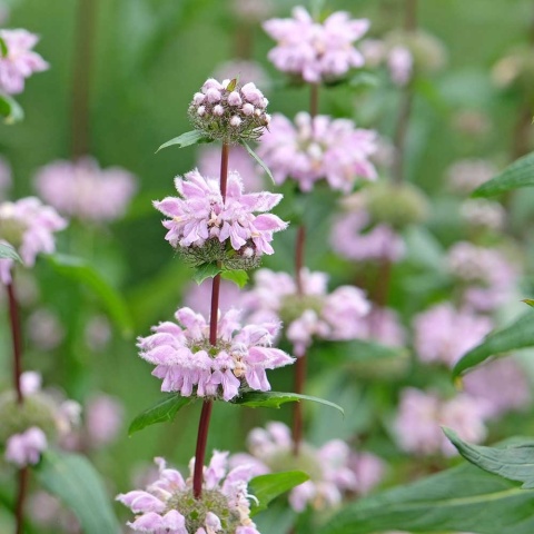 Żeleźniak bulwiasty Bronze Flamingo P11(1L)