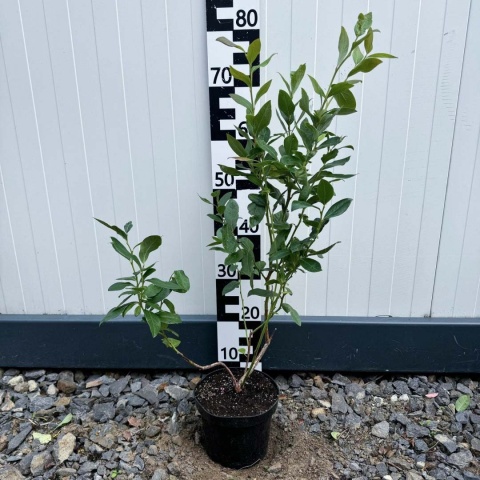 Zestaw Borówka amerykańska (2 x Chandler, 2 x Bluecrop, 2 x Duke, 2 x Eliot, 2 x Nelson)