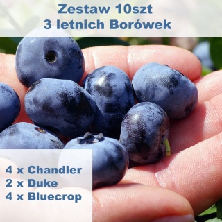Zestaw Borówka amerykańska (4 x Chandler, 4 x Bluecrop, 2 x Duke)