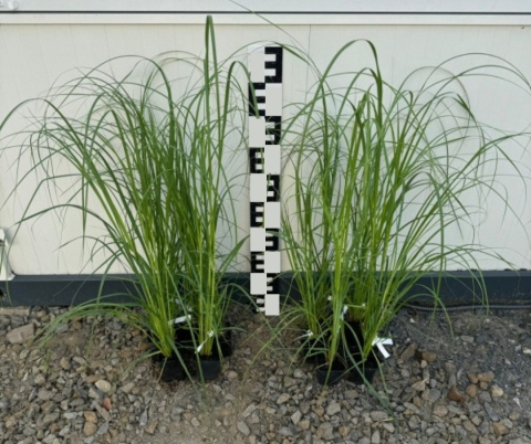 Zestaw Trawa Pampasowa (6 Białych i 6 Różowych) P9(0,5L)