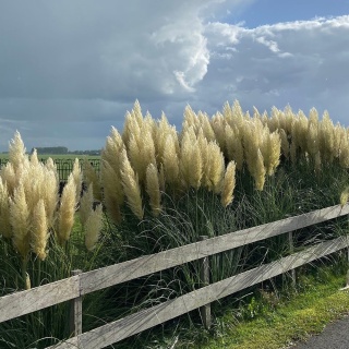Zestaw Trawa Pampasowa (6 Białych i 6 Różowych) P9(0,5L)