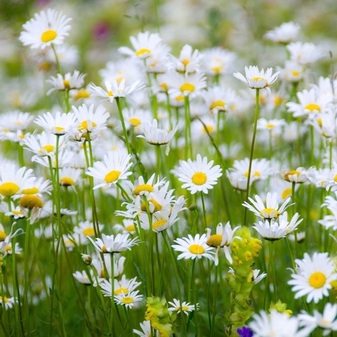 Złocień właściwy Maikonigin P11(1L)