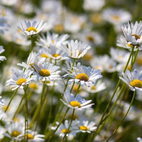 Złocień właściwy P9(0,5L)