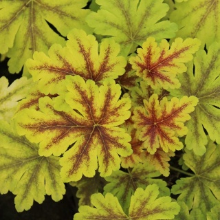 Żuraweczka Golden Zebra PVR P11(1L)