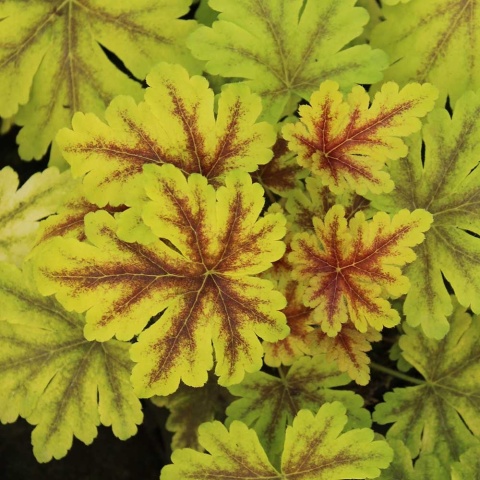 Żuraweczka Golden Zebra PVR P11(1L)